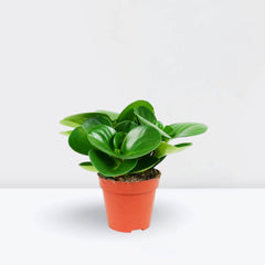 Peperomia obtusifolia, Baby Rubber Plant or Pepper face 10 – 15cm