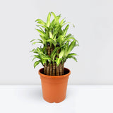 Dracaena fragrans  "Massangeana 3 steps" 40-50cm