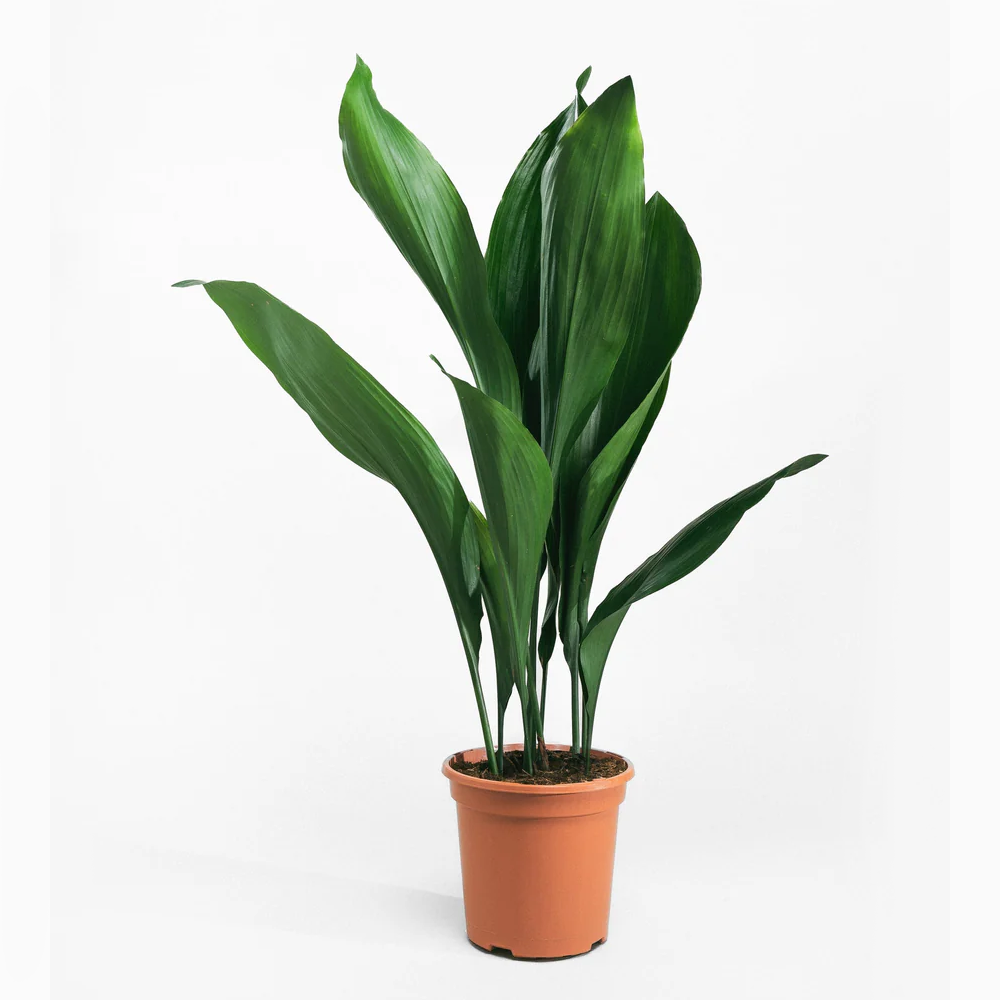 Aspiradas | Aspidistras Indoor Plant | Cast Iron Plant 0.8 - 1.0m