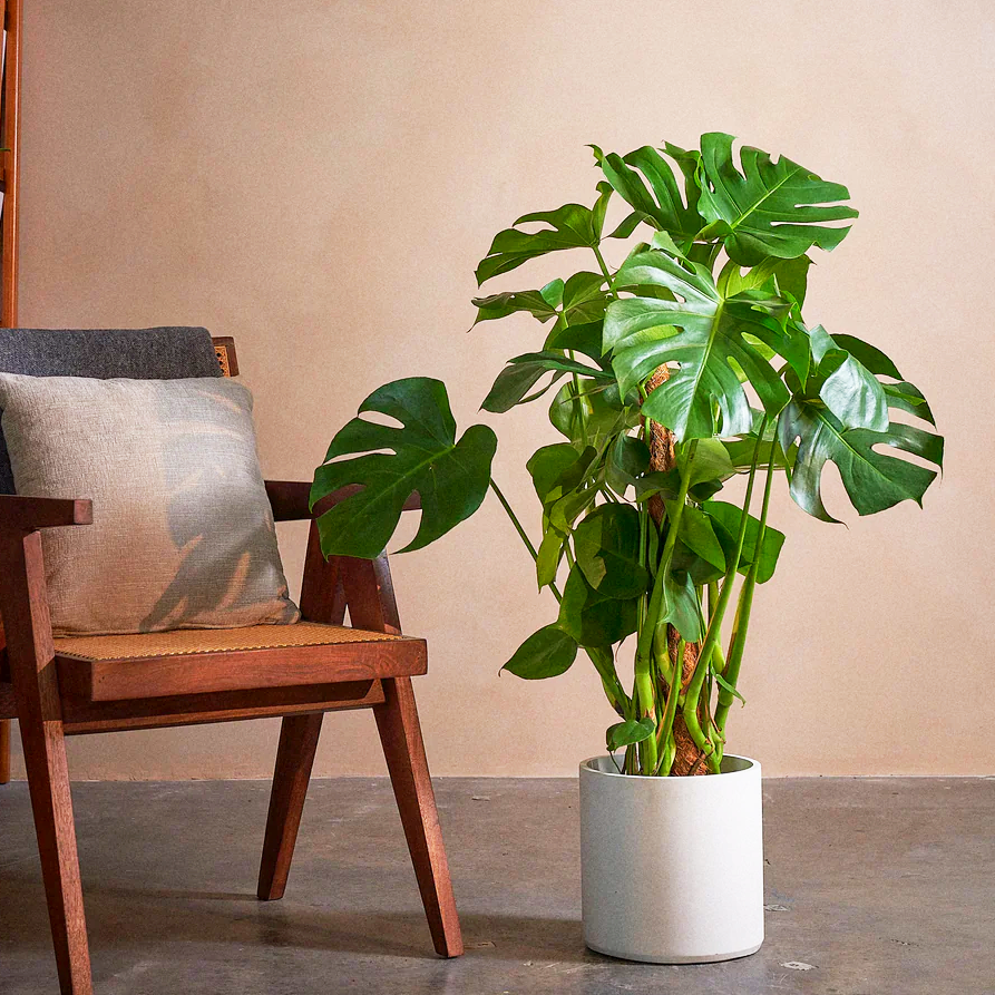 Monstera deliciosa "The Hurricane or Swiss Cheese Plant"