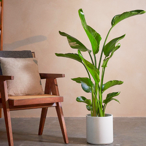 Indoor Flowering Plants