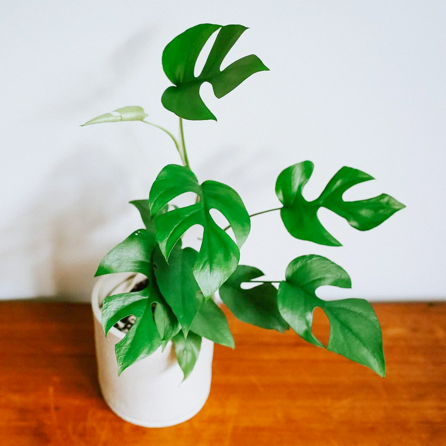 Monstera deliciosa "The Hurricane or Swiss Cheese Plant"