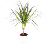 Dracaena Marginata (Crimson Dragon Tree)