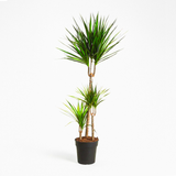 Dracaena Marginata (Crimson Dragon Tree)