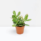 Crassula ovata Mini "Dollar Plant Or Jade Plant" 5-10cm