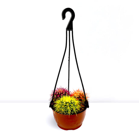 Barrel Cactus 80-90mm dia | Hanging Yellow, Pink, Orange Ball Cactus | 3 in One