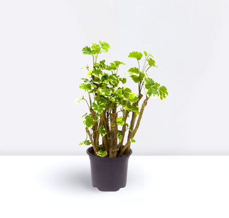 Polyscias scutellaria "Shield Aralia" 30-40cm