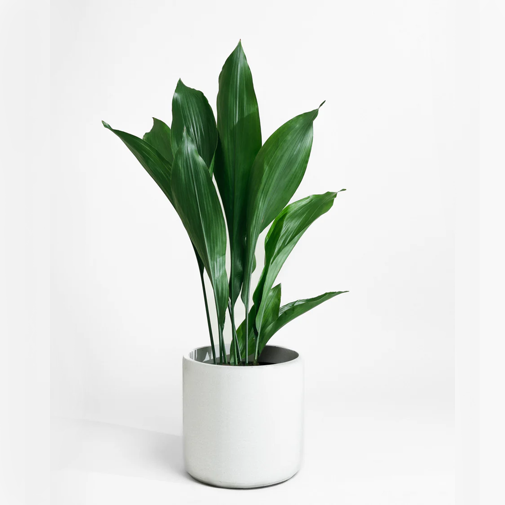 Aspiradas | Aspidistras Indoor Plant | Cast Iron Plant 0.8 - 1.0m