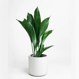 Aspiradas | Aspidistras Indoor Plant | Cast Iron Plant 0.8 - 1.0m