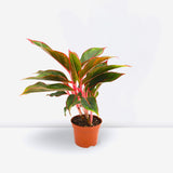 Aglaonema Sp (wishes)