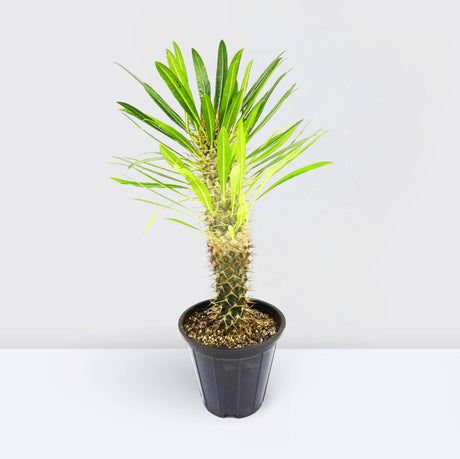 Lameria | Pachypodium Lamerei | Succulent | Madagascar Palm 35-40cm