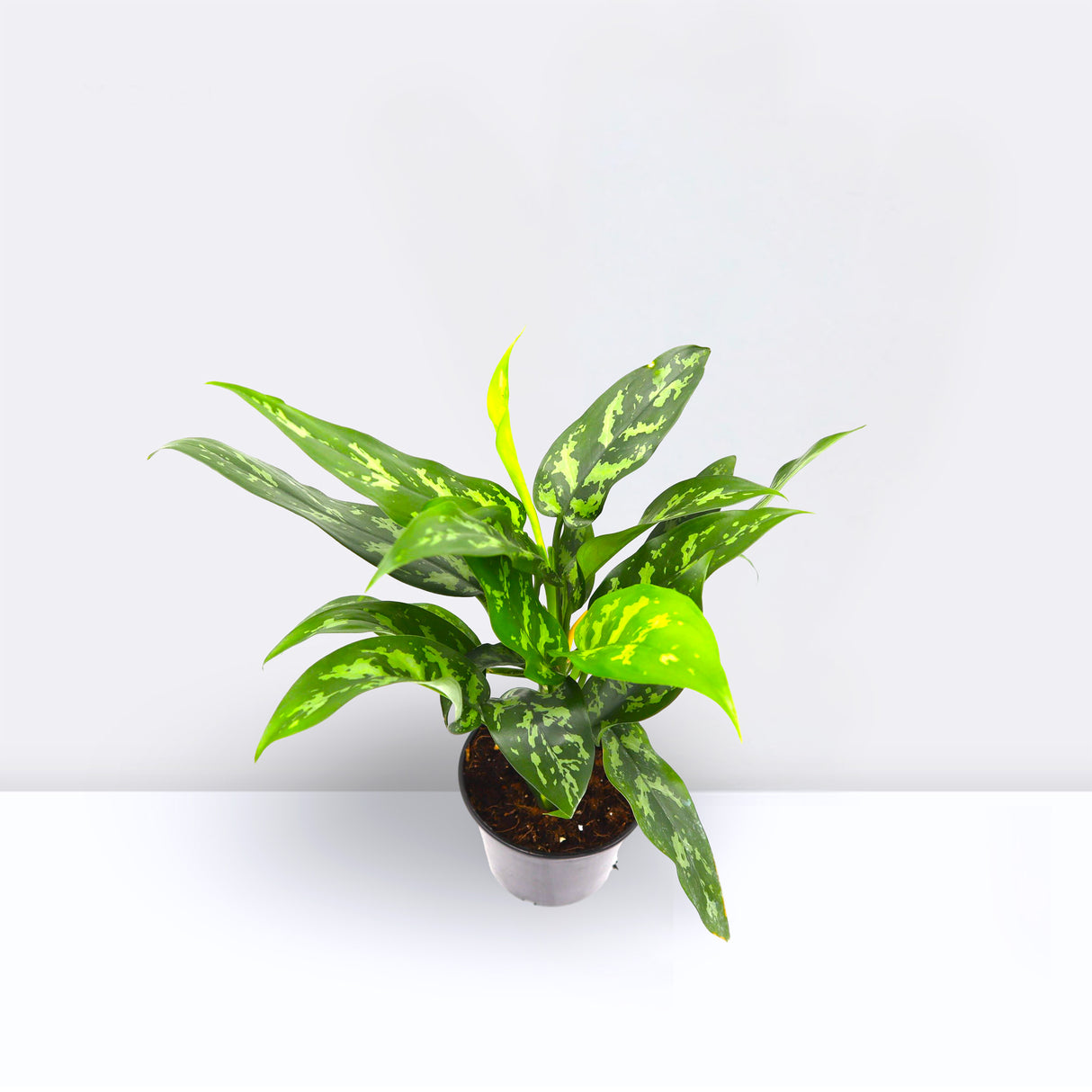 Aglaonema Sp (wishes)