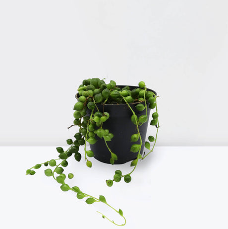 String of Pearls or Senecio Rowleyanus  10-15cm spread