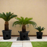 Cycas Revoluta "Sago Palm"