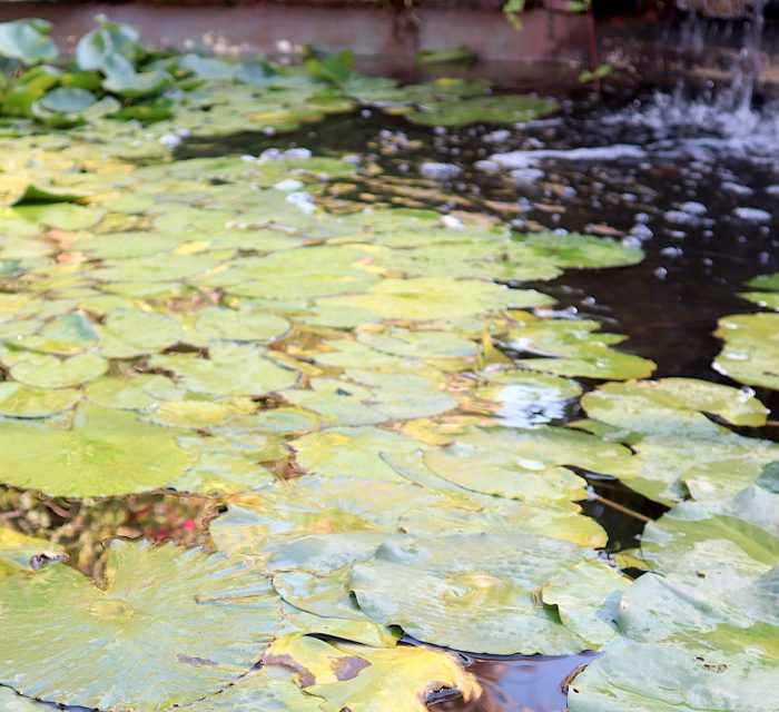 Water Lily Nymphaea mexicana "Yellow"