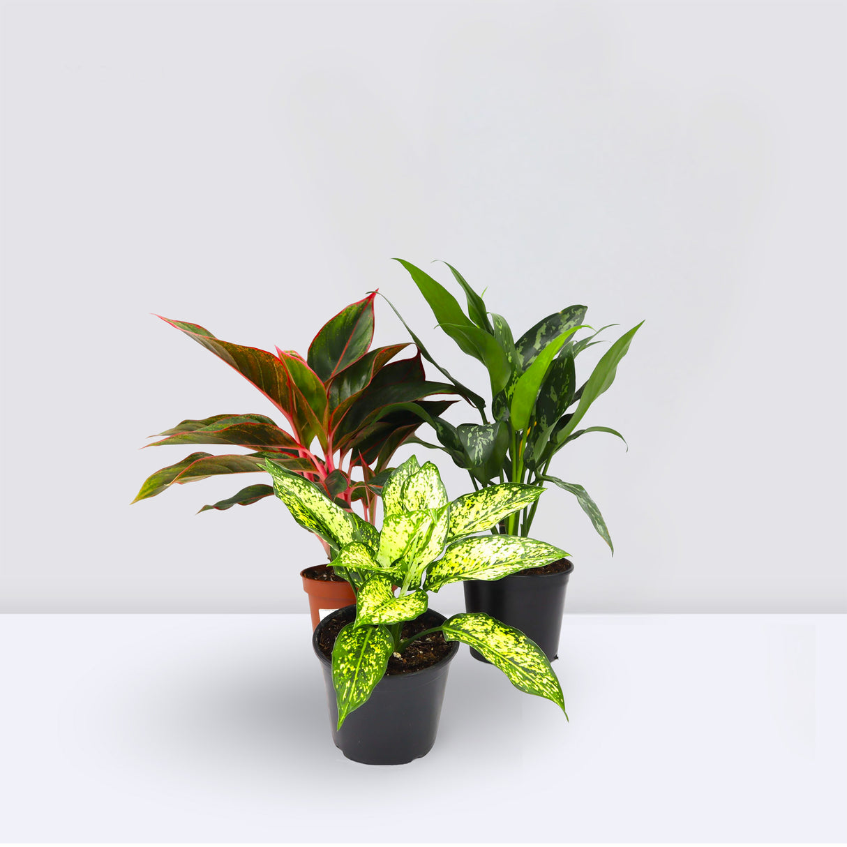 Aglaonema Sp (wishes)