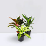 Aglaonema Sp (wishes)