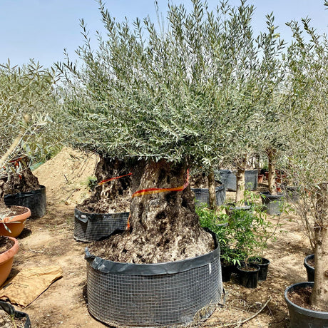 Olive Tree, Olea Europaea Thick Trunk 2.0-2.5m Height 500mm-600mm Dia