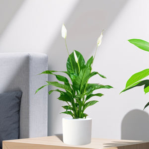 Indoor Flowering Plants