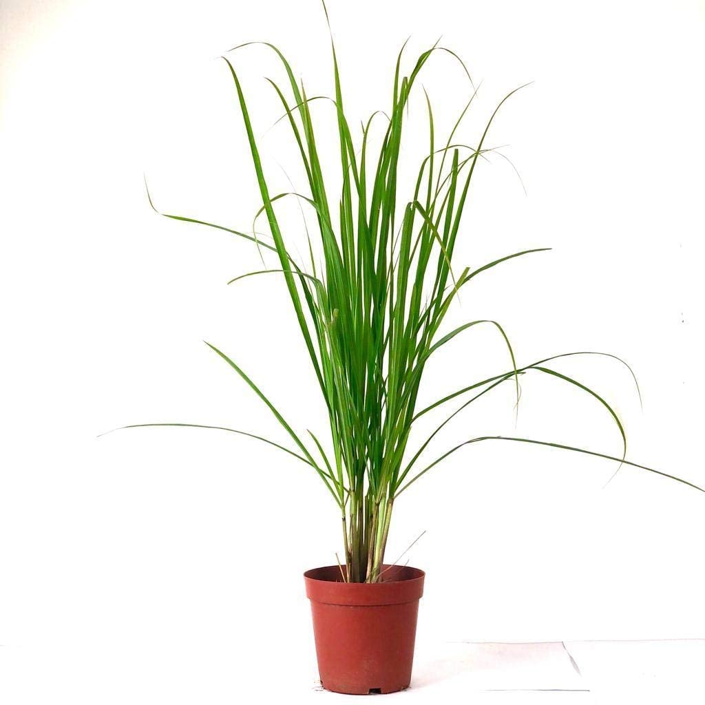 Lemon Grass or Cymbopogon citratus 40 - 60cm