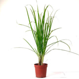 Lemon Grass or Cymbopogon citratus 40 - 60cm