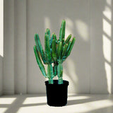 Euphorbia trigona "Candelabra Cactus" 0.6-0.8m