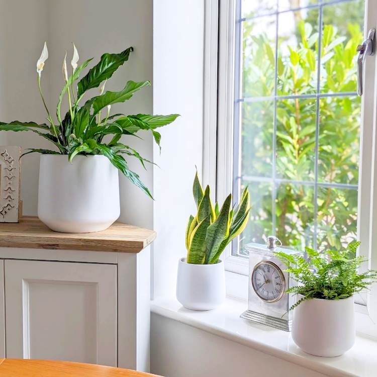 Air Purifying Plants Bundle