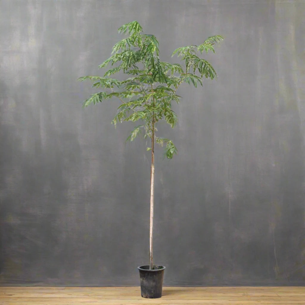 Albizia lebbeck "Lebbek tree or Frywood"