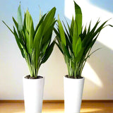 ASPIRADAS Bundle 1m to 1.2m Set of 2 Plants in Ceramic pots