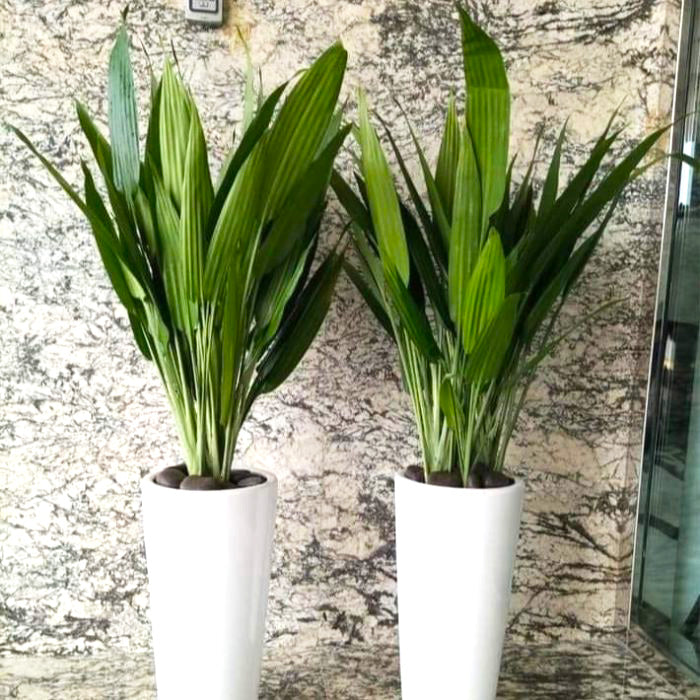 ASPIRADAS Bundle 1m to 1.2m Set of 2 Plants in Ceramic pots