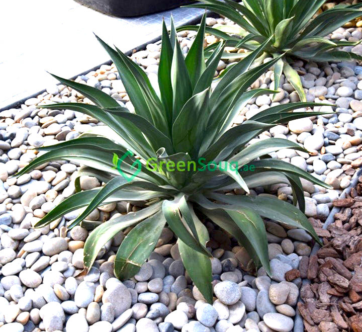 Agave Attenuata or spineless century plant