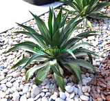 Agave Attenuata or spineless century plant