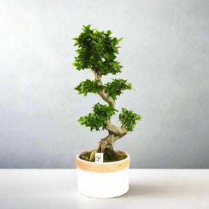 Indoor Bonsai Plants