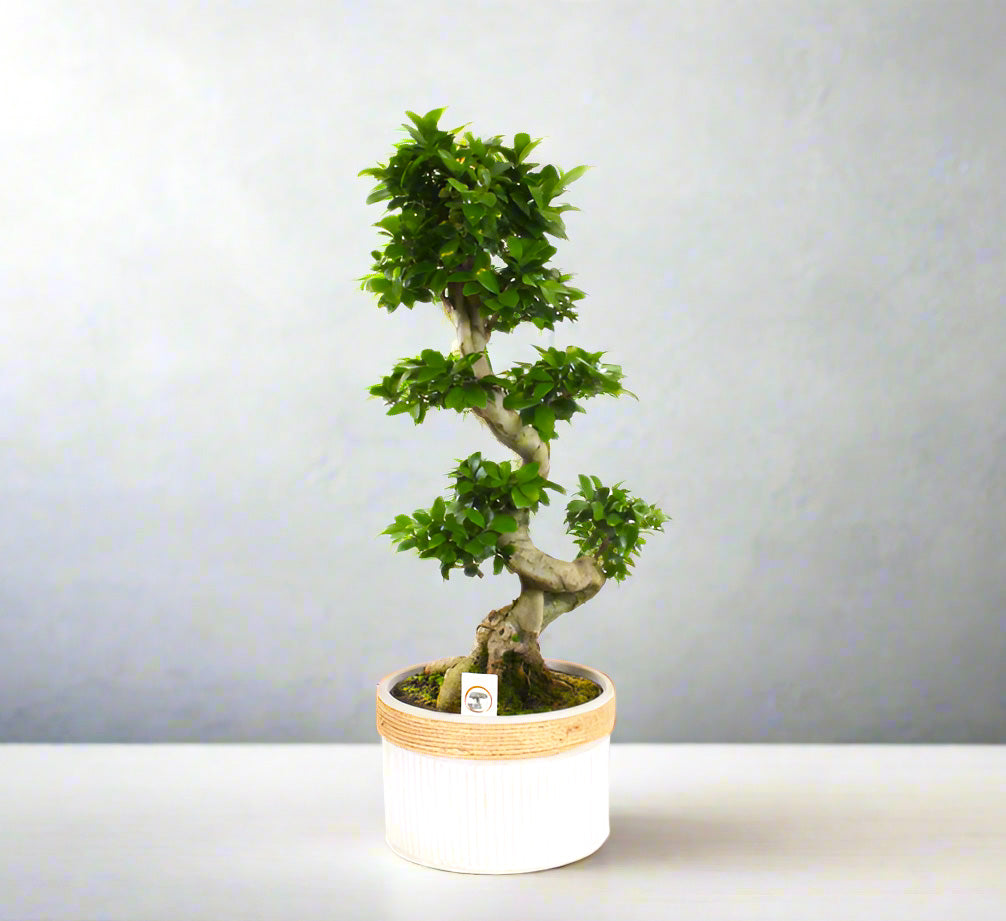 Ficus "S" Bonsai 50 - 70cm