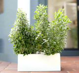 Conocarpus erectus Sericeus "Silver Damas" 1.0-1.2m in GRP pot 70/30/30