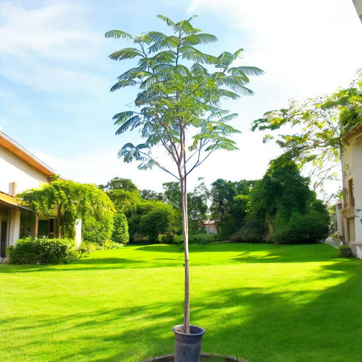 Delonix regia, Flame Tree or Royal Poinciana