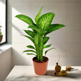 Dieffenbachia seguine Or Tropic Snow