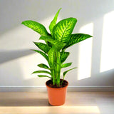 Dieffenbachia seguine Or Tropic Snow