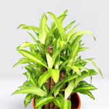 Dracaena fragrans  "Massangeana 3 steps" 40-50cm