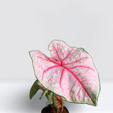 Caladiums or Angel Wings "Assorted" 40 - 60 cm "Top Quality Indoor Plants"