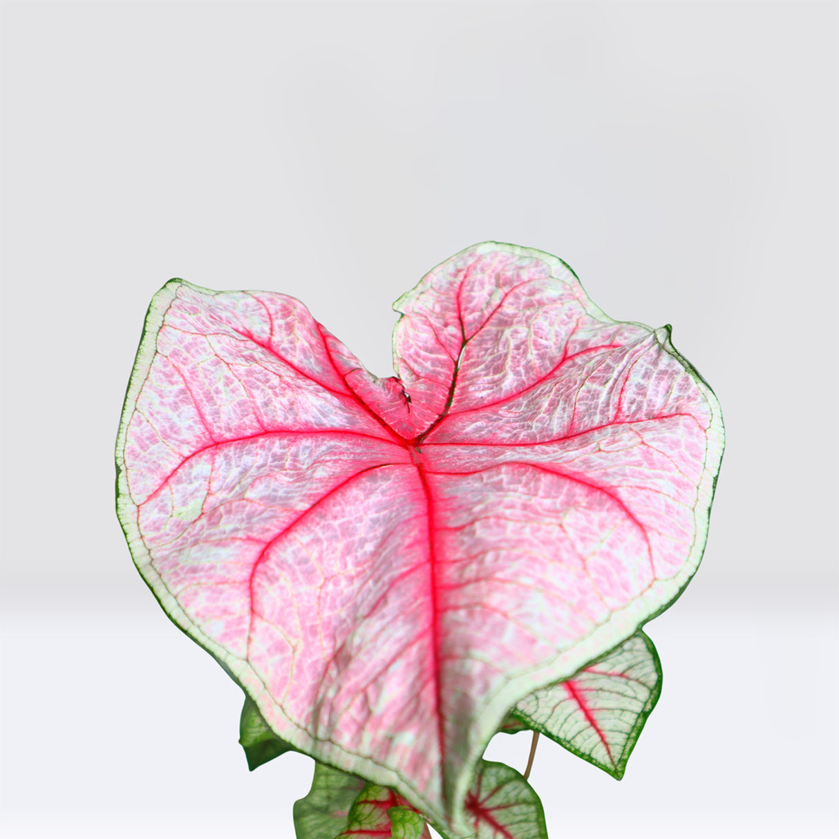 Caladiums or Angel Wings "Assorted" 40 - 60 cm "Top Quality Indoor Plants"