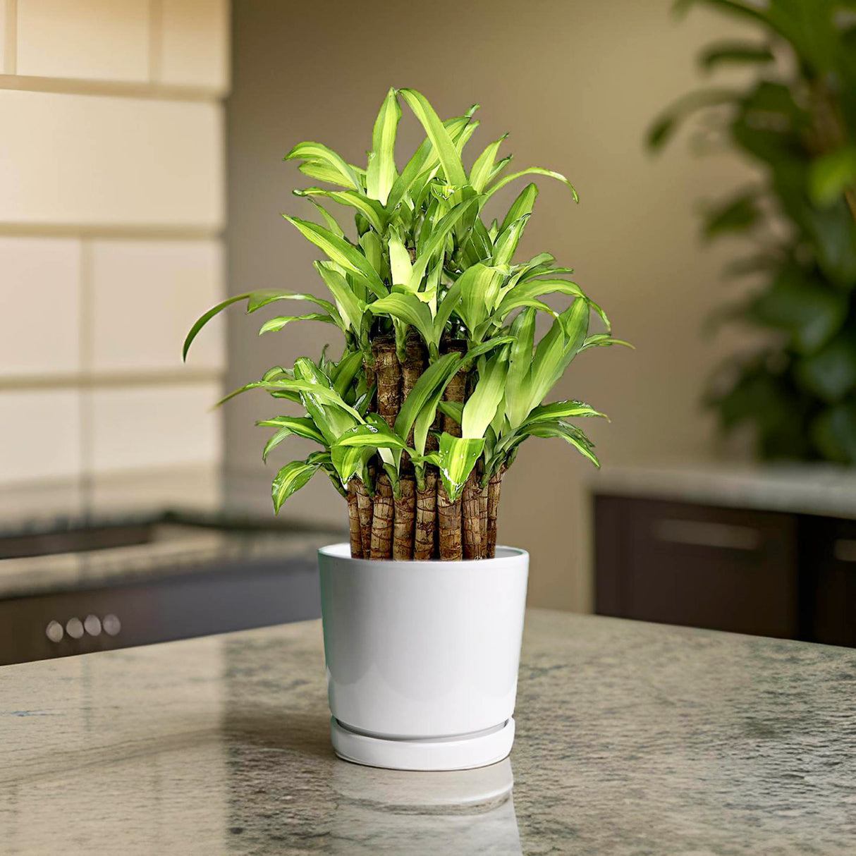 Dracaena fragrans  "Massangeana 3 steps" 40-50cm