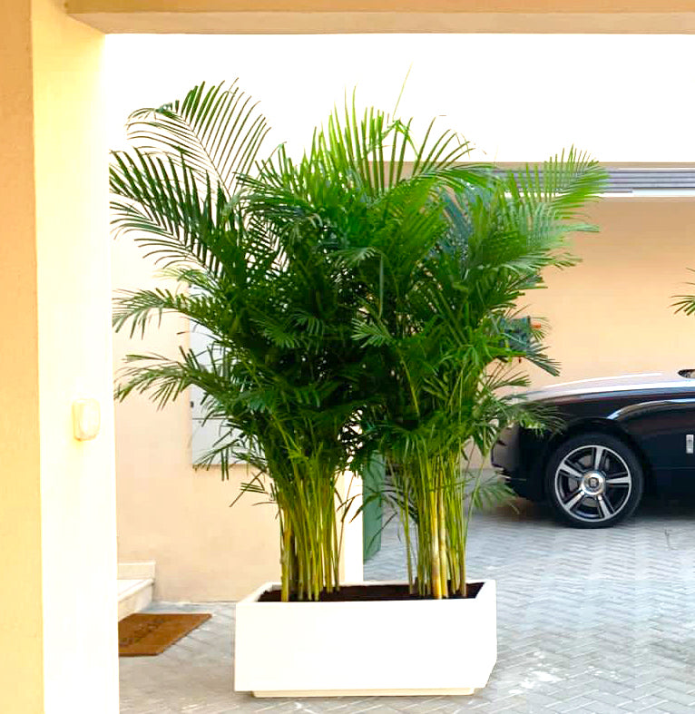 Areca Palms Outdoor In Fiber Glass Pot (GRP)(70x30x30)