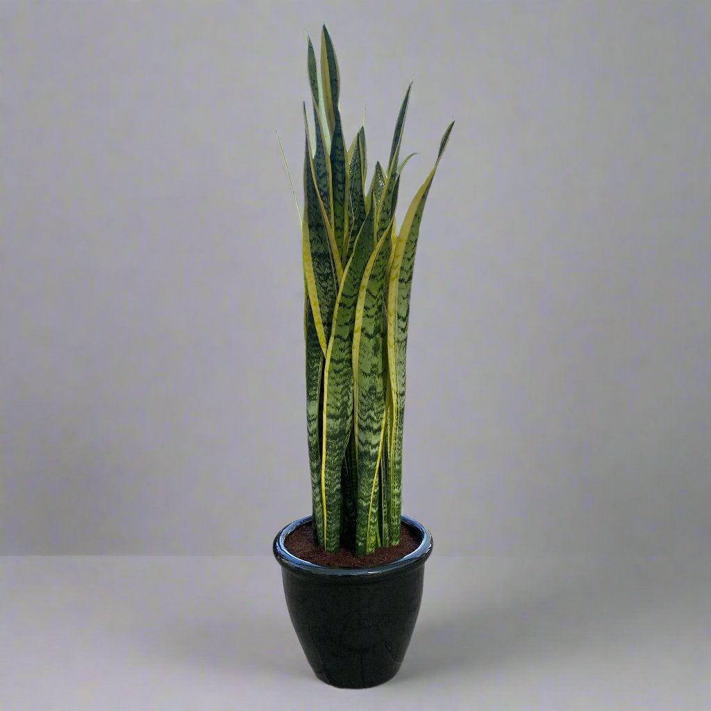 Sansevieria trifasciata 'Laurentii' or Snake Plant