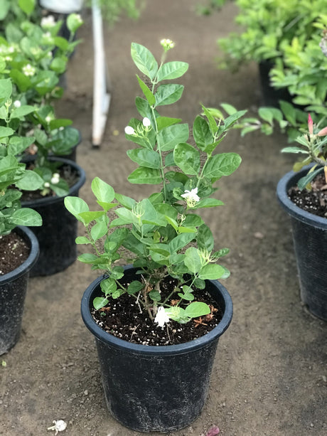 Jasminum sambac "The Arabian Jasmine"