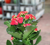 Kalanchoe blossifeldiana or Flaming Katy (Indoor)