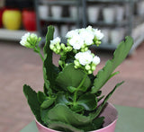 Kalanchoe blossifeldiana or Flaming Katy (Indoor)