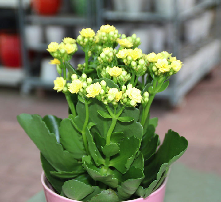 Kalanchoe blossifeldiana or Flaming Katy (Indoor)