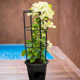 Bougainvillea glabra "30 to 160cm" White