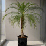 Phoenix roebelenii "Miniature date palm"